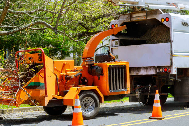 Best Tree Disease Treatment  in Little Elm, TX